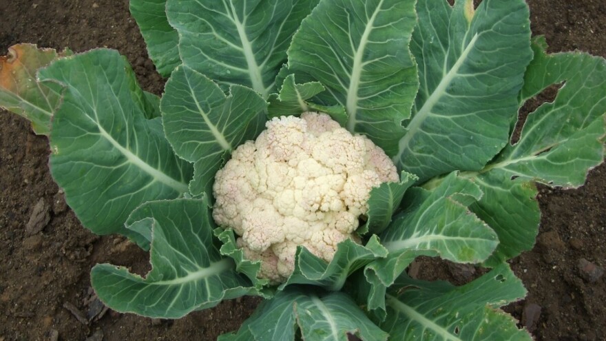 Cvjetača se sije u veljači u zatvorenom, a presađuje u ožujku i travnju