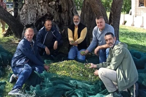 S masline stare 2.245 godina ubrali više od 100 kilograma prvoklasnog  ploda