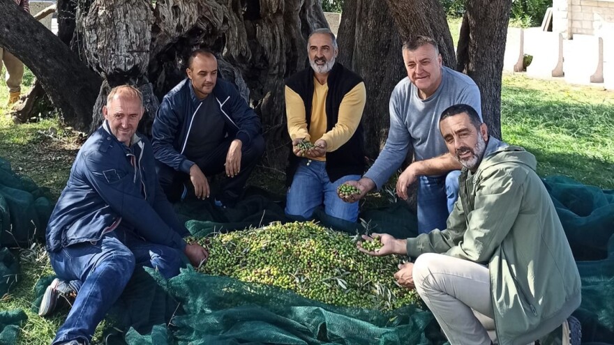 S masline stare 2.245 godina ubrali više od 100 kilograma prvoklasnog  ploda