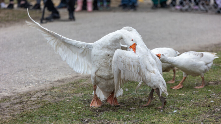 Letjelo je perje na Svjetskom prvenstvu: Gusan Mistral ovogodišnji šampion