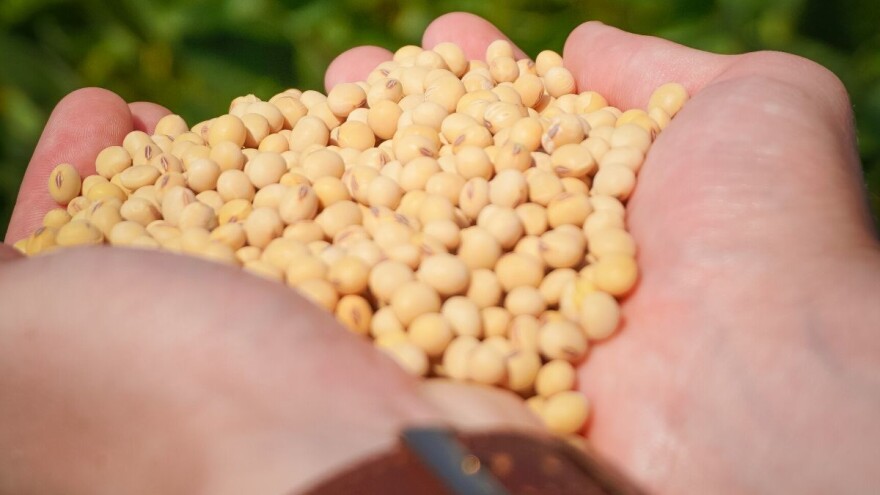 Selsem soja: Sorte koje su prilagođene našim uslovima gajenja