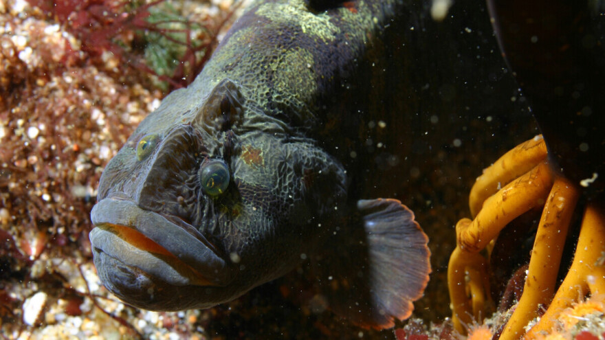 Majmunska jegulja mogla bi da zameni belo meso?