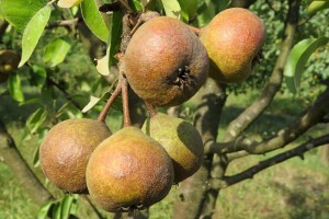 Neobične i rijetke kruške: Čečavka je vrlo ukusna - izmrzla, kuhana, pečena ili kiseljena