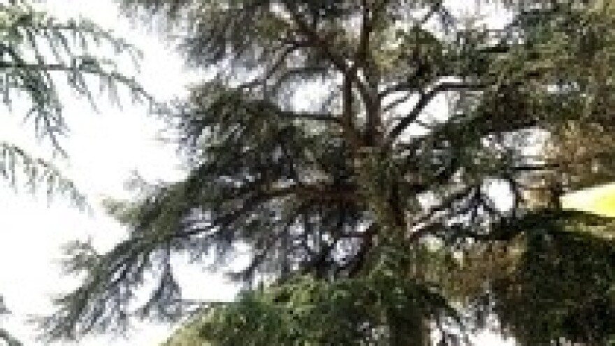 Uz dobru skrb himalajski cedar još može poživjeti