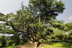 Libanonski cedar prastari antiseptik i dezodorans