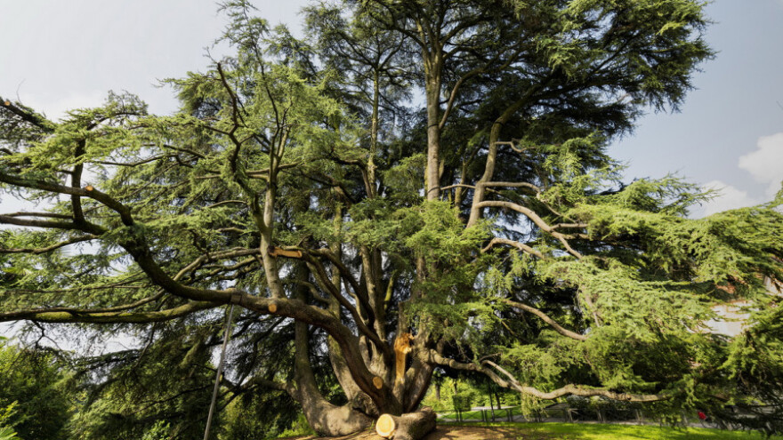 Libanonski cedar prastari antiseptik i dezodorans