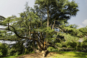 Libanonski cedar prastari antiseptik i dezodorans
