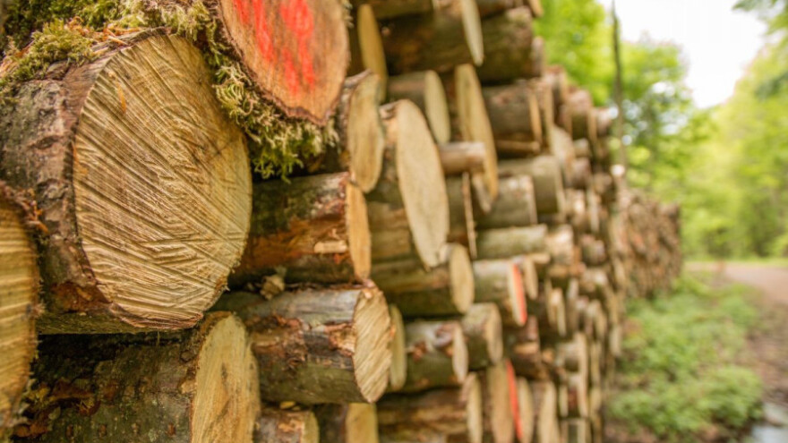 Perspektive razvoja drvnog sektora CEI zemalja