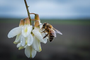 Čeka nas pomor pčela