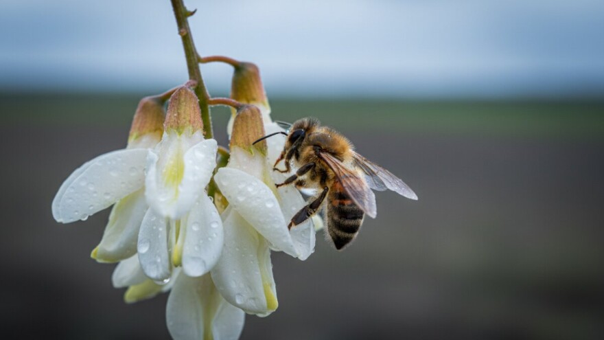 Čeka nas pomor pčela