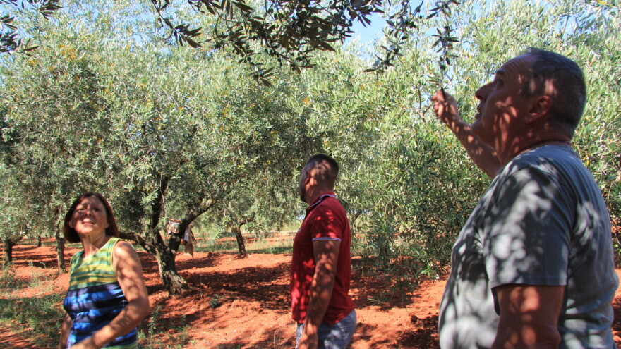 Nema većeg zadovoljstva nego kad vidiš da će biti dobar urod jer si sve dobro odradio