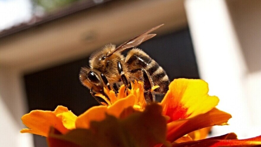 Istine i zablude o medu: Kako prepoznati pravi?