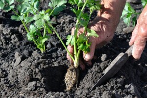 Sjetva celera: Kako uzgojiti korijenaš, a kako rebrasti?