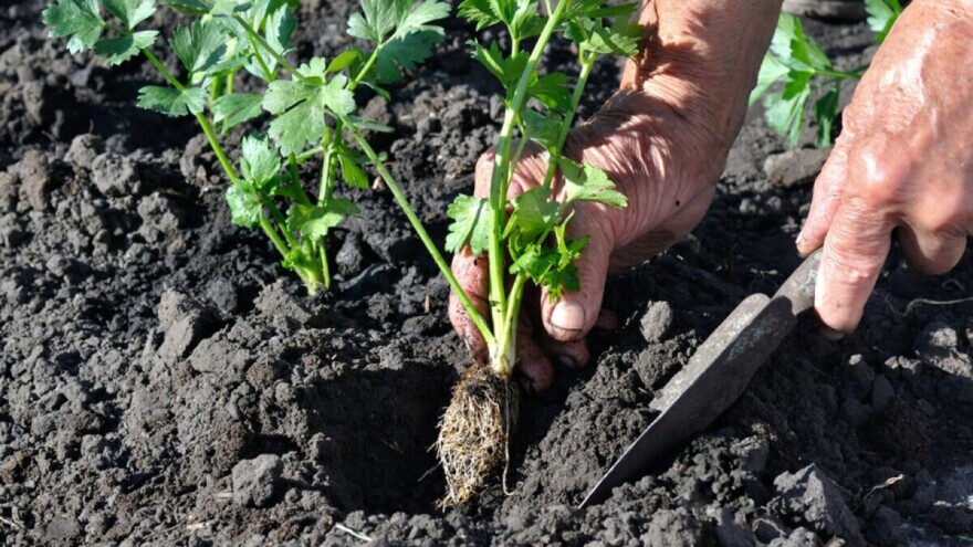 Sjetva celera: Kako uzgojiti korijenaš, a kako rebrasti?