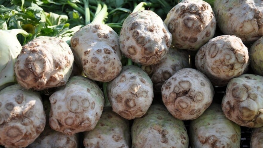 Korove suzbiti prije sadnje celera!