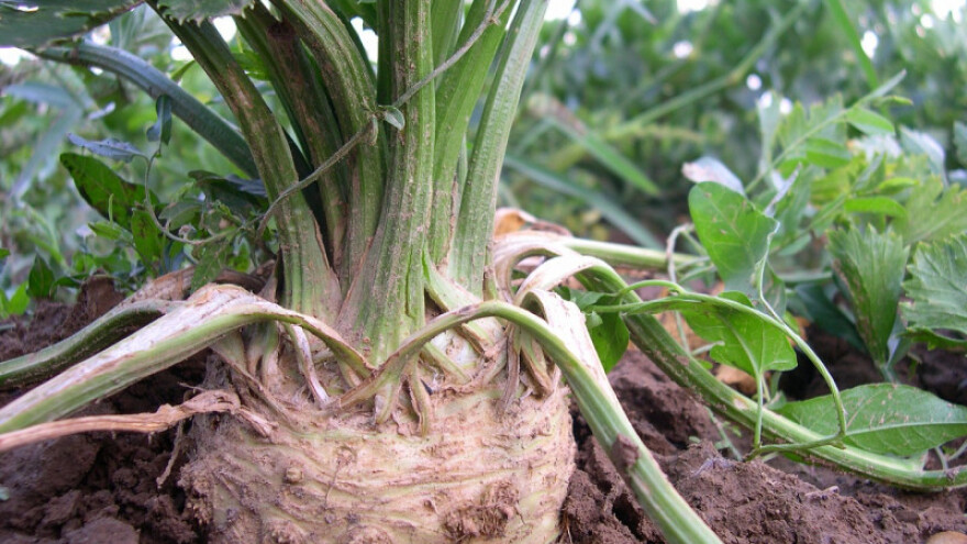 Nizozemski celer sve popularniji, a skoro džaba