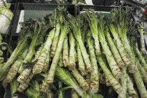 Mutant zelene salate - salata stablašica!