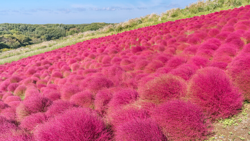 Čarobni žbunovi ljetnog čempresa - od egzotike do metle