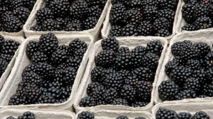 U Rekovcu cena kupina 200 dinara