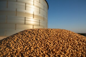 Cena pšenice od 20 do 25 din/kg