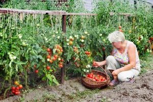 Povrtari ljuti, kupci zadovoljni!