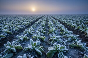 Cene povrća biće više od 25% do 40%