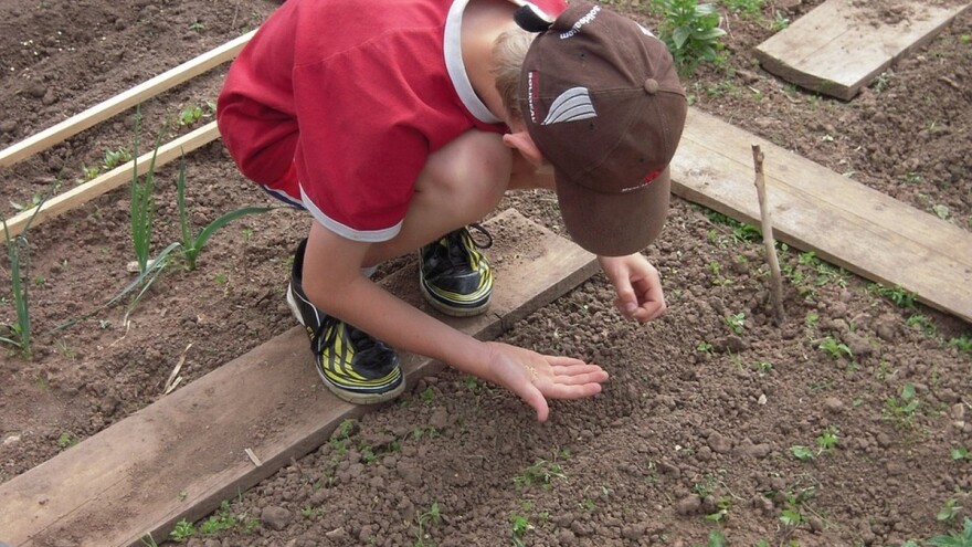 Osnovci uzgajaju organsko povrće u školskom plasteniku