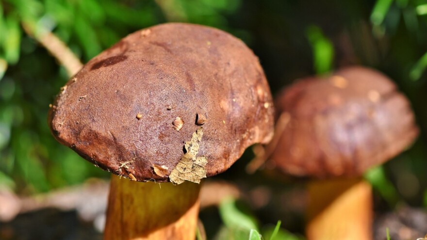 Preko 1,5 miliona KM za projekte zaštite okoliša