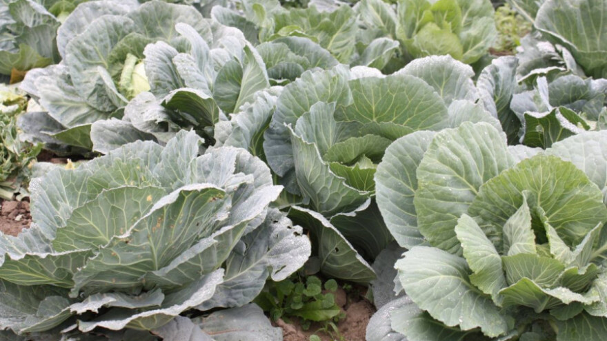 Kraj lažiranju - čepinski kupus s jamstvenim žigom!