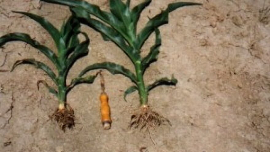 Pravim gnojivom do većih prinosa u sjetvi kukuruza!