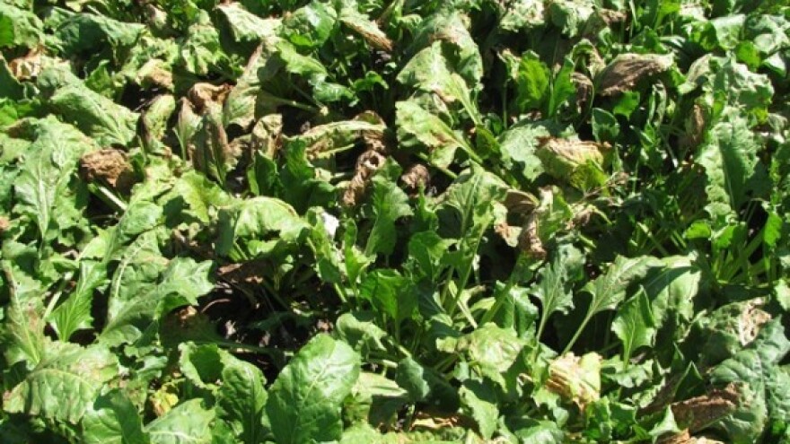 Kako zaštititi šećernu repu od cerkospore?