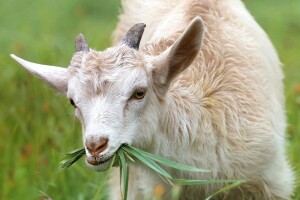 Farmeri iz ruralnih područja, trebate podršku u formiranju zadruga, udruženja...?