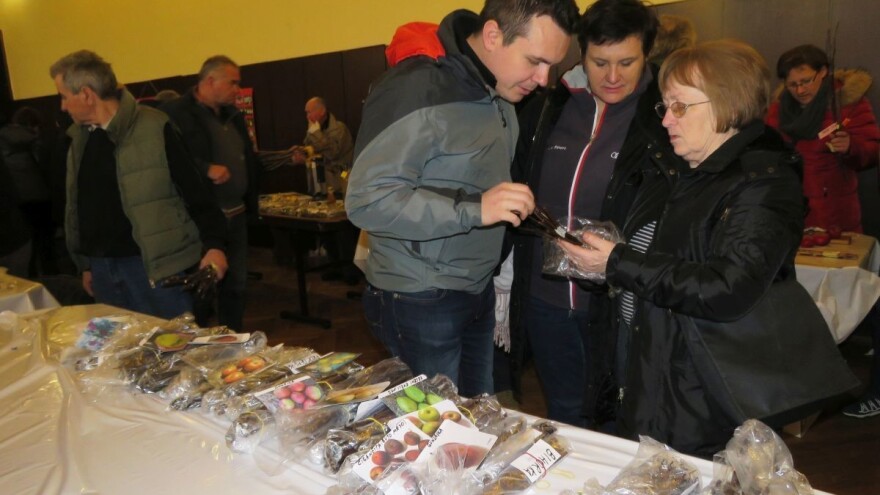 Cerničani potiču sadnju starih sorata voća  u školskim voćnjacima