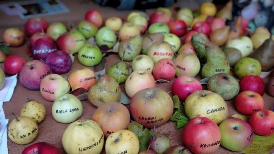 Razmena plemki i semenja starih sorti kod komšija - evo i programa