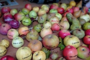 Bliži se razmjena plemki i sjemenja starih sorti u Cerniku - evo i programa