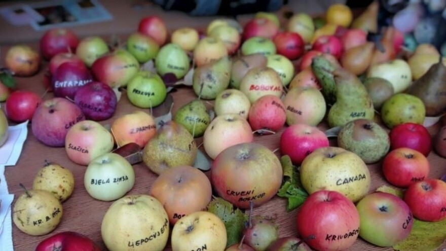 Bliži se razmjena plemki i sjemenja starih sorti u Cerniku - evo i programa