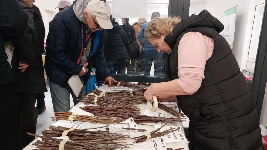 Tradicionalna razmjena plemki te sjemenja i ove godine u Cerniku