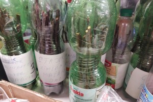 Kako čuvati voćne plemke do trenutka cijepljenja?