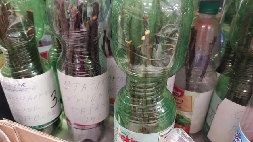 Kako čuvati voćne plemke do trenutka cijepljenja?