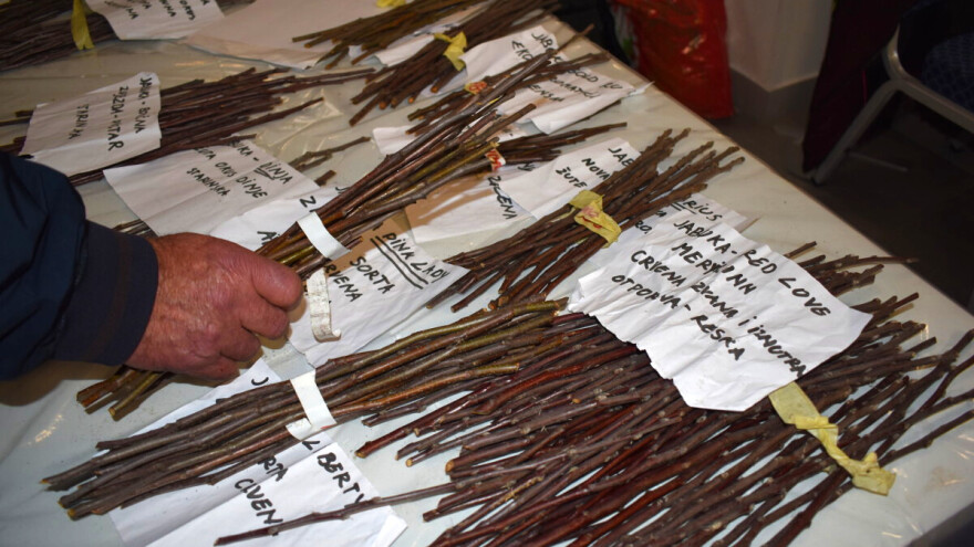 Cernik 2026.: Na razmjeni plemki voća, vinove loze i sjemena više od 50 izlagača