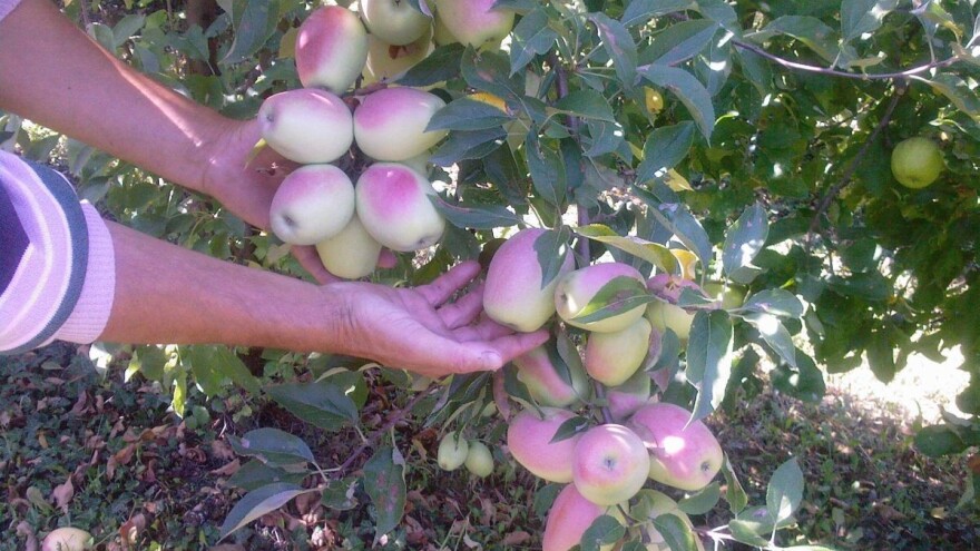 Spremni za razmjenu starih sorata voća i povrća u Cerniku?
