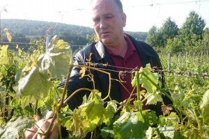 Murphyjev zakon u nasadima, nakon mraza i tuča