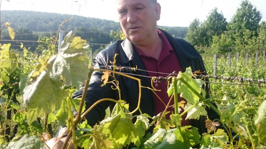 Murphyjev zakon u nasadima, nakon mraza i tuča