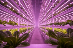 Certhon - vodeći nizozemski proizvođač staklenika i plastenika