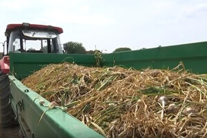 Prvi češnjak iz Cerića ugledao svjetlo tržišta