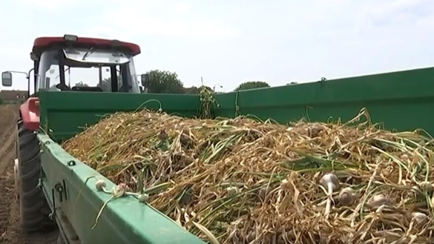 Prvi češnjak iz Cerića ugledao svjetlo tržišta