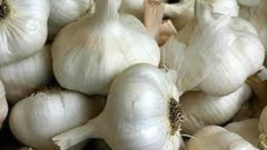 Ne podnosi sam sebe, ljekovit, ali i isplativ