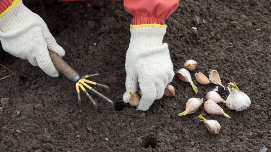 Češnjak je naš neostvareni potencijal