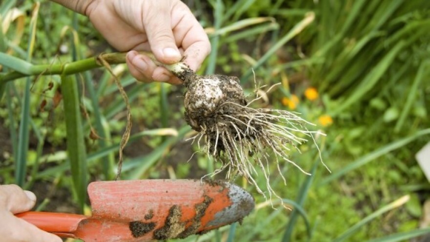 Češnjak - bijelo zlato Slavonije