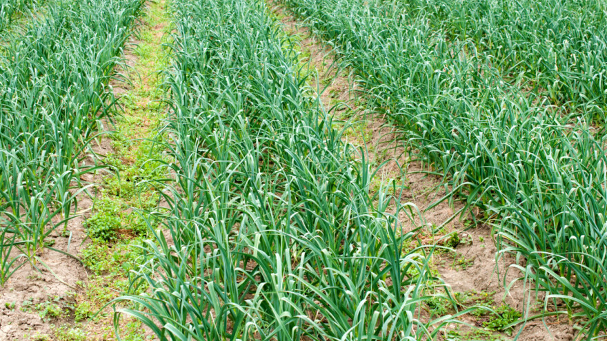 TOP 10: Tko su hrvatski najveći proizvođači češnjaka?